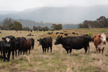 Avustralya inekleri çiftlikte yenileyici sığır çiftliği, karbon nötr çiftlik, ve toprak sağlığı odaklı