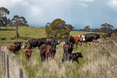 Avustralya inekleri çiftlikte yenileyici sığır çiftliği, karbon nötr çiftlik, ve toprak sağlığı odaklı