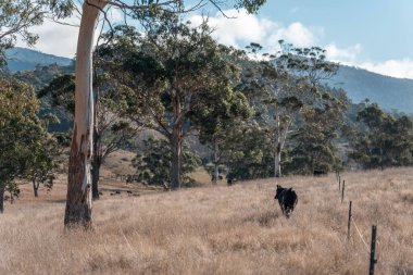 Avustralya inekleri çiftlikte yenileyici sığır çiftliği, karbon nötr çiftlik, ve toprak sağlığı odaklı