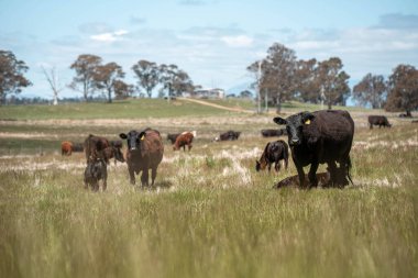 Avustralya Tazmanya sığır çiftliği rejeneratif sığır çiftliği, karbon nötr çiftliği, ve toprak sağlığı