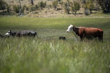 Avustralya inekleri çiftlikte yenileyici sığır çiftliği, karbon nötr çiftlik, ve toprak sağlığı odaklı
