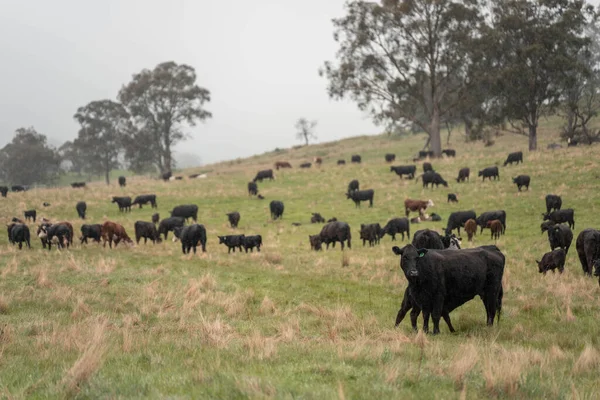Avustralya Tazmanya sığır çiftliği rejeneratif sığır çiftliği, karbon nötr çiftliği, ve toprak sağlığı