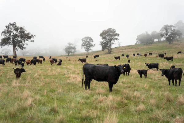 Avustralya inekleri çiftlikte yenileyici sığır çiftliği, karbon nötr çiftlik, ve toprak sağlığı odaklı
