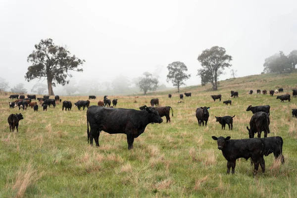 Avustralya inekleri çiftlikte yenileyici sığır çiftliği, karbon nötr çiftlik, ve toprak sağlığı odaklı