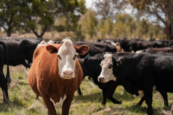 Avustralya inekleri çiftlikte yenileyici sığır çiftliği, karbon nötr çiftlik, ve toprak sağlığı odaklı