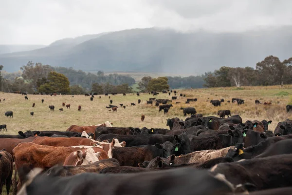 Avustralya inekleri çiftlikte yenileyici sığır çiftliği, karbon nötr çiftlik, ve toprak sağlığı odaklı