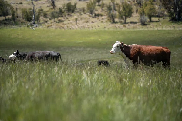 Avustralya inekleri çiftlikte yenileyici sığır çiftliği, karbon nötr çiftlik, ve toprak sağlığı odaklı