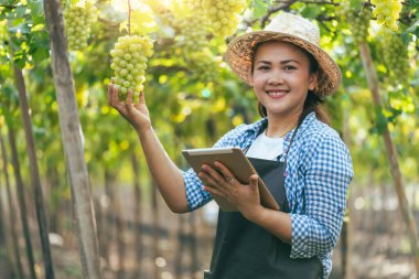 Üzüm bağındaki üzümleri incelemek için tablet kullanan kadın. içecek, gıda, sanayi ve tarım kavramı.