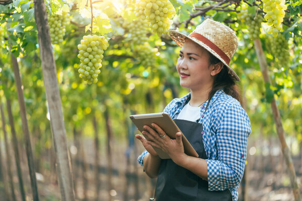 Woman Using Tablet Inspecting Grapes Vineyard Concept Beverage Food Industrial Stock Picture