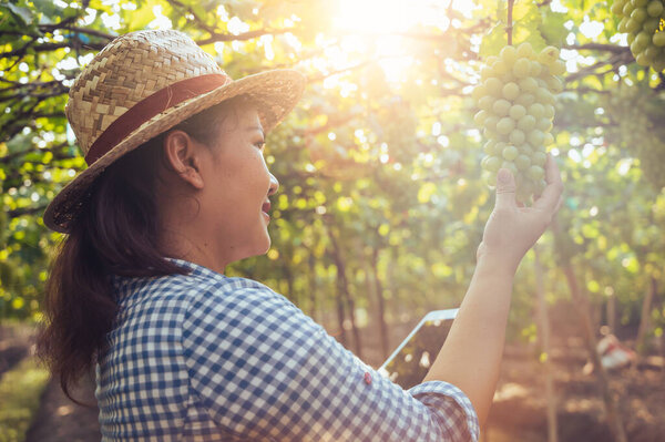 Woman Harvesting Grapes Vineyard Concept Beverage Food Industrial Agriculture Stock Photo
