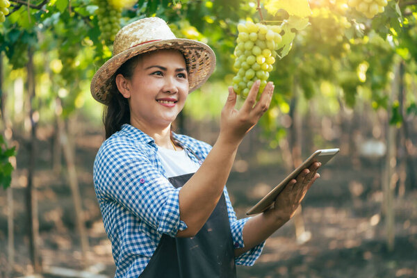 Woman Using Tablet Inspecting Grapes Vineyard Concept Beverage Food Industrial Stock Photo