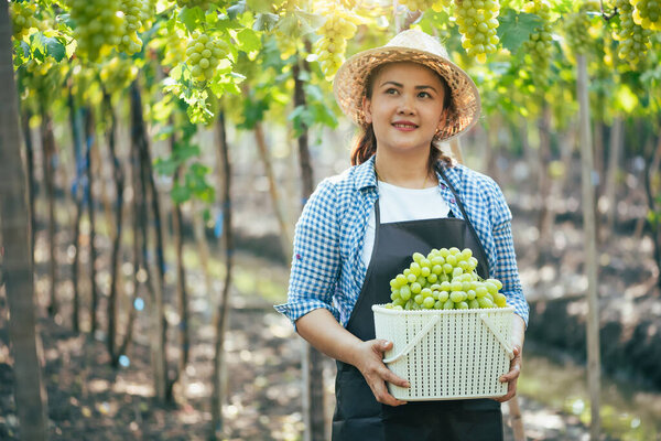 Woman Harvesting Grapes Vineyard Concept Beverage Food Industrial Agriculture Stock Image