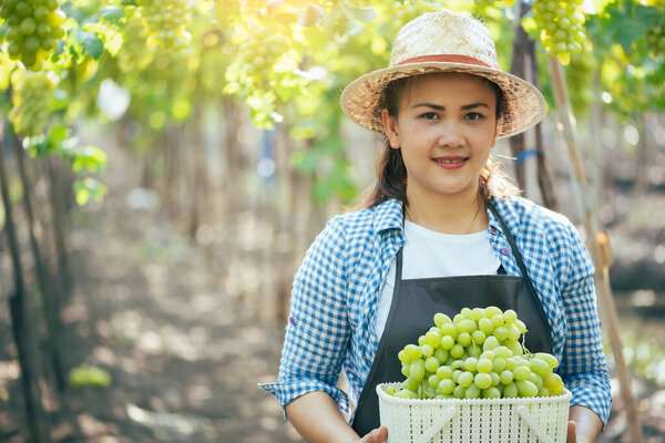 Woman Harvesting Grapes Vineyard Concept Beverage Food Industrial Agriculture Royalty Free Stock Photos