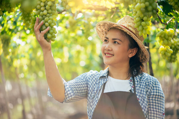 Woman Harvesting Grapes Vineyard Concept Beverage Food Industrial Agriculture Stock Picture