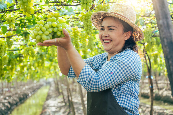 Woman Harvesting Grapes Vineyard Concept Beverage Food Industrial Agriculture Stock Picture