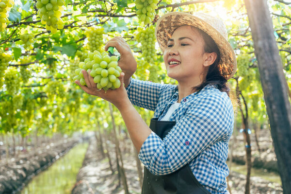 Woman Harvesting Grapes Vineyard Concept Beverage Food Industrial Agriculture Royalty Free Stock Photos
