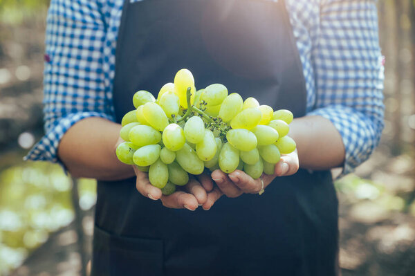 Woman Harvesting Grapes Vineyard Concept Beverage Food Industrial Agriculture Royalty Free Stock Images