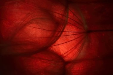 Bulanık kırmızı arkaplanda karahindiba tohumu. Detaylara özenli odaklanma, makro, düşük tuş