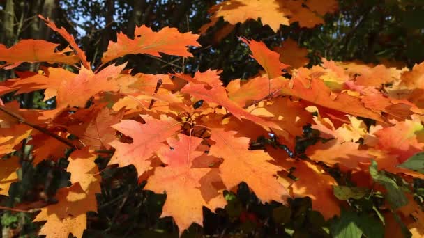 Neuhausen Suiza Octubre 2020 Hojas Color Naranja Otoñal Idílicas Árbol — Vídeos de Stock