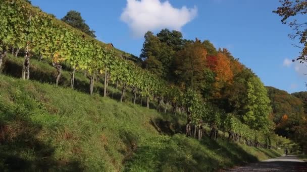 瑞士埃格兰索 2020年10月10日 莱茵河畔葡萄园与秋季景观之间的长廊 — 图库视频影像