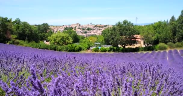 法国瓦伦丁 2020年7月5日 法国普罗旺斯的紫色薰衣草场开花 — 图库视频影像