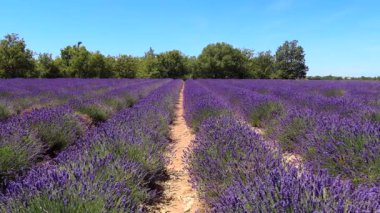 Valensole, Fransa - 6 Temmuz 2020: Fransız Provence 'de açan mor lavanta tarlası.