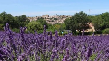 Valensole, Fransa - 6 Temmuz 2020: Fransız Provence 'de açan mor lavanta tarlası.