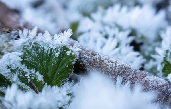 Einsiedeln Ελβετία Νοεμβρίου 2020 Παγετός Του Χειμώνα Στο Πράσινο Φύλλο — Φωτογραφία Αρχείου
