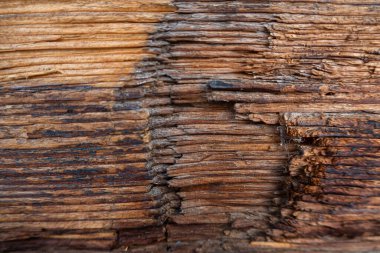 Dietikon, İsviçre - 24 Kasım 2020: Bir odun parçasının yakın plan çekimi