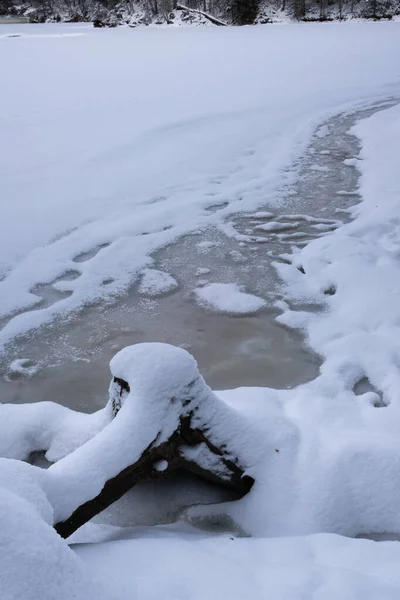 Chapfensee Suisse Décembre 2020 Souche Enneigée Sur Les Rives Lac — Photo