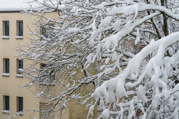 Zimowa Scena Śnieżnego Zurychu Szwajcarii Drzewo Pokryte Śniegiem Przed Starym — Zdjęcie stockowe