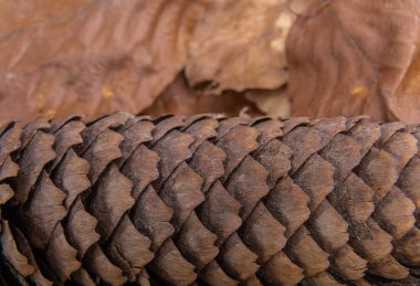 Ağaç yapraklarından oluşan bir tabanda kozalak konisi.