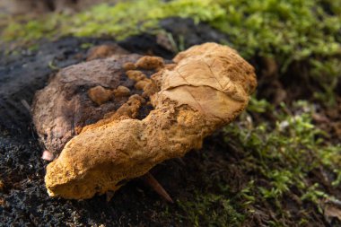 Mantarın kapağı ormanda bir ağaç kütüğünde büyüdü.