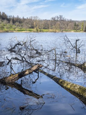 Kıştan sonra, kırık dallar ve ağaç gövdeleri İsviçre 'deki Katzensee gölünde uzanıyor.