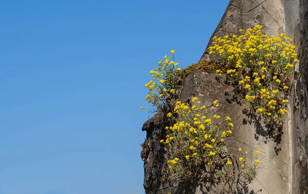 Желтые Цветы Стенах Средневековой Городской Стены — стоковое фото