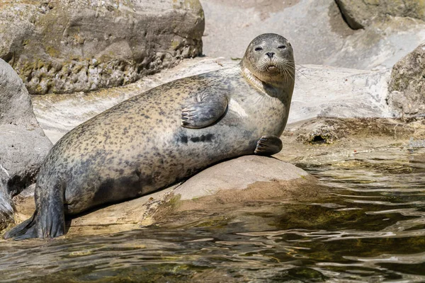 The harbor seal, also known as the common seal, is a true seal found along temperate and Arctic marine coastlines. Here a seal at zoo in Zurich, Switzerland.