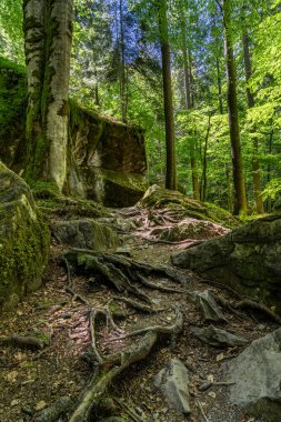 Blausee 'deki orman sahnesi - İsviçre' deki Mavi Göl