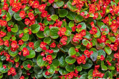 Mainau Adası 'ndaki Alman botanik bahçesindeki kırmızı çiçeklerin çiçekleri.