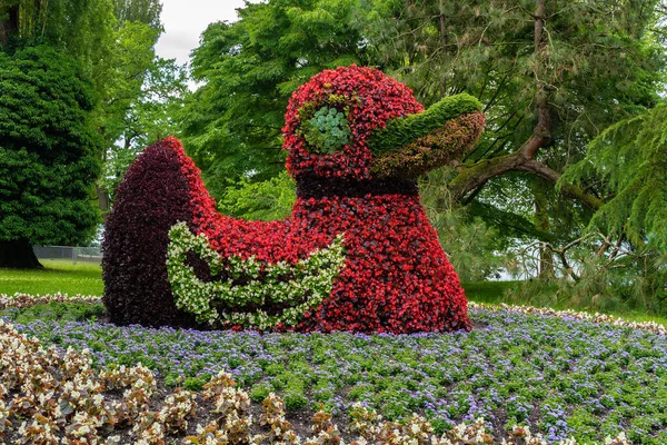 Çiçek adasındaki Alman botanik bahçesinde çiçek ördeği Insel Mainau
