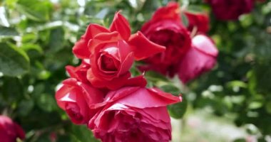 Almanya 'daki Insel Mainau adasındaki botanik bahçesindeki güzel kırmızı gülleri yakınlaştır.