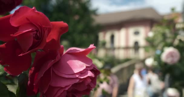 식물원에 아름다운 장미의 배경에 보이지 사람들 — 비디오