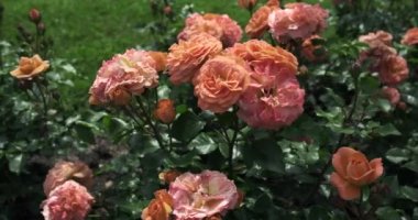 Alman adası Insel Mainau 'daki botanik bahçesindeki güzel pembe ve turuncu gülleri sağa çevir.