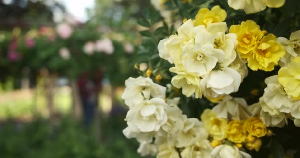 Foto Stabil Bunga Kuning Yang Indah Taman Botani Pulau Insel — Stok Video