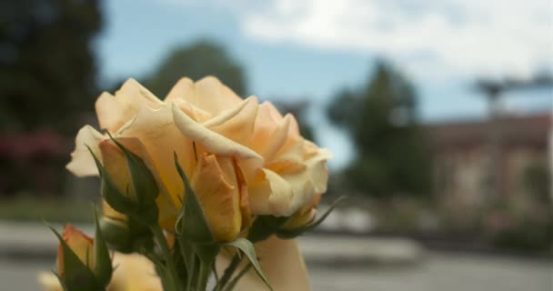 Steady Shot Blooming Yellow Rose Botanical Garden Island Insel Mainau — Stock Video