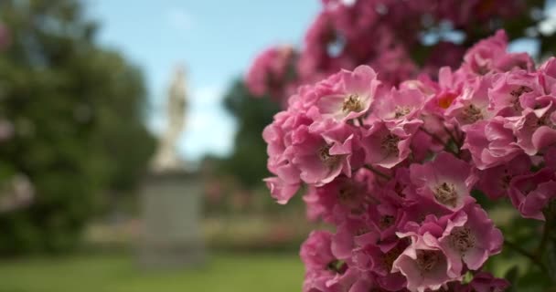 Foto Yang Stabil Dari Semak Bunga Merah Muda Mekar Taman — Stok Video