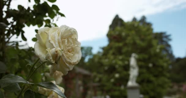 Vue Imprenable Une Rose Blanche Dans Jardin Botanique Île Insel — Video