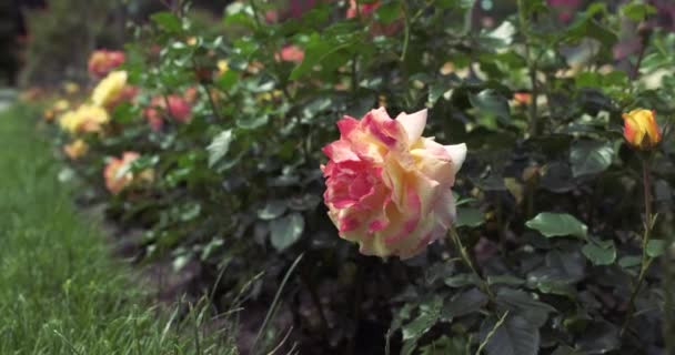 Снимок Красивой Розы Ботаническом Саду Острове Майнау Германия — стоковое видео