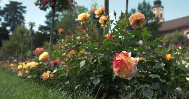 Zoom Toma Hermoso Rosal Jardín Botánico Isla Insel Mainau Alemania — Vídeo de stock