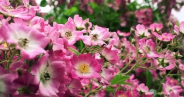 Almanya 'nın İnsel Mainau adasındaki botanik bahçesinde çiçek açan pembe bir çiçek çalısı.