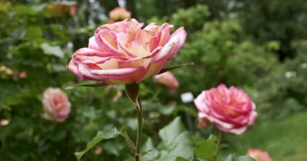 Спокійно Вистрілив Прекрасну Троянду Ботанічному Саду Острові Інсел Майнау Німеччина — стокове відео